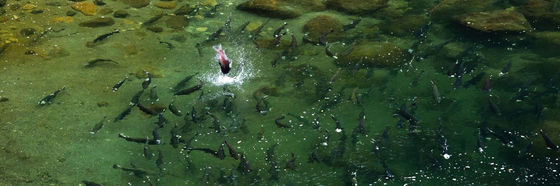 credit Alberni Valley Tourism, Matthew Littlewood 