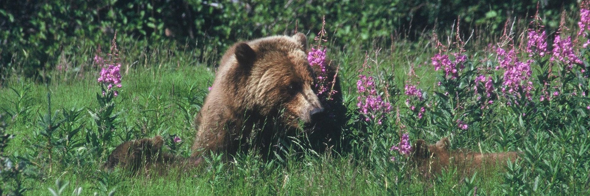 Grizzly in veld met bloemen in de Yukon banner