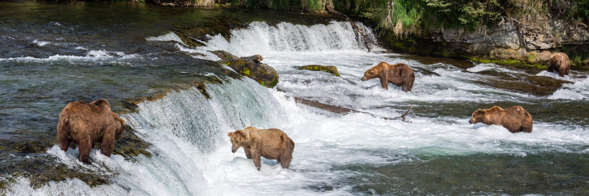 Beren in Katmai