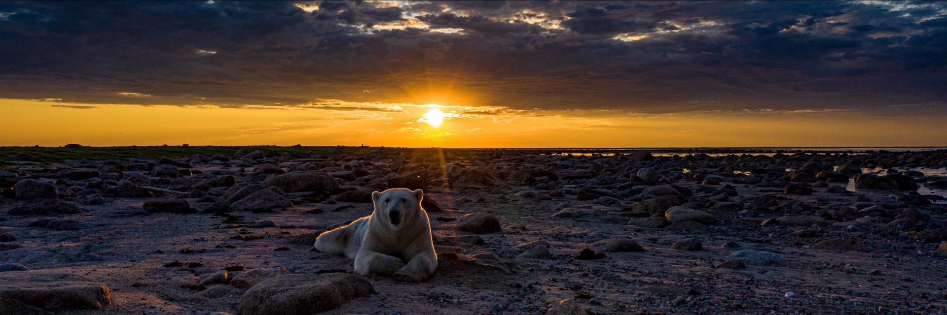 photo credit to @mywildlive