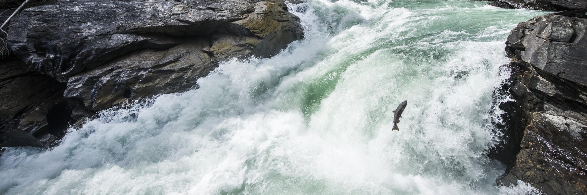 credit Destination BC, Blake Jorgenson