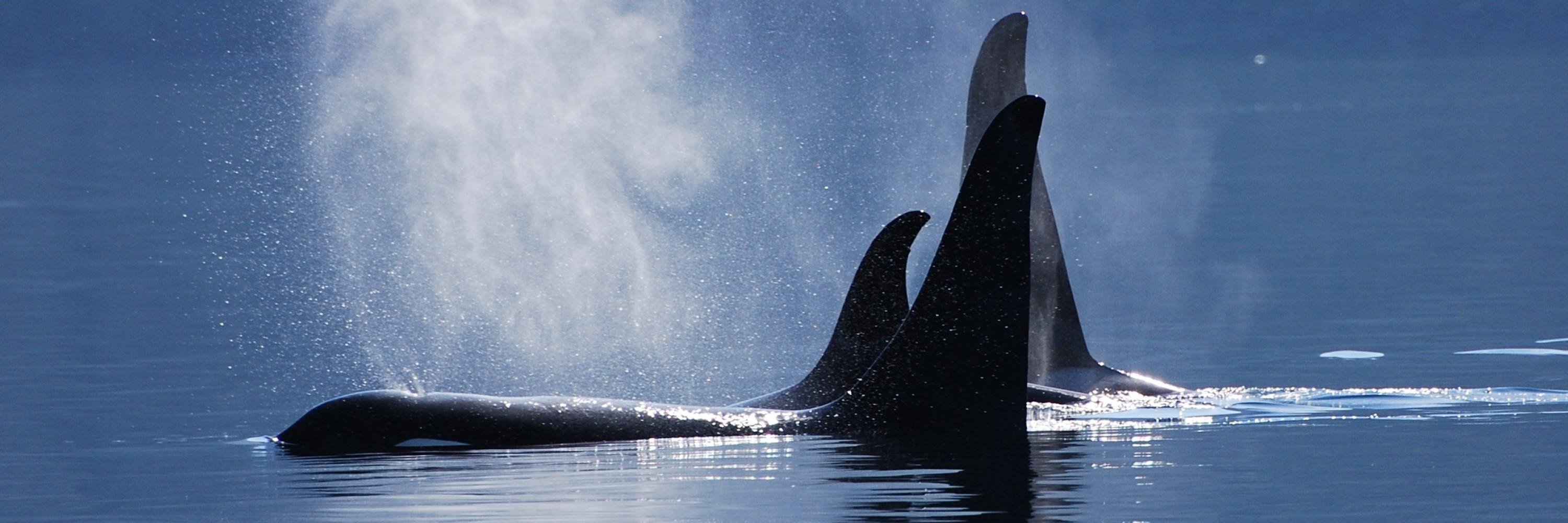 Orka banner