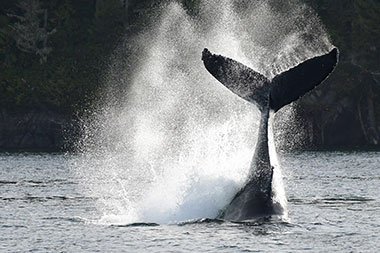 Canada kent vele locaties om walvissen, orka’s en beluga’s te spotten. 