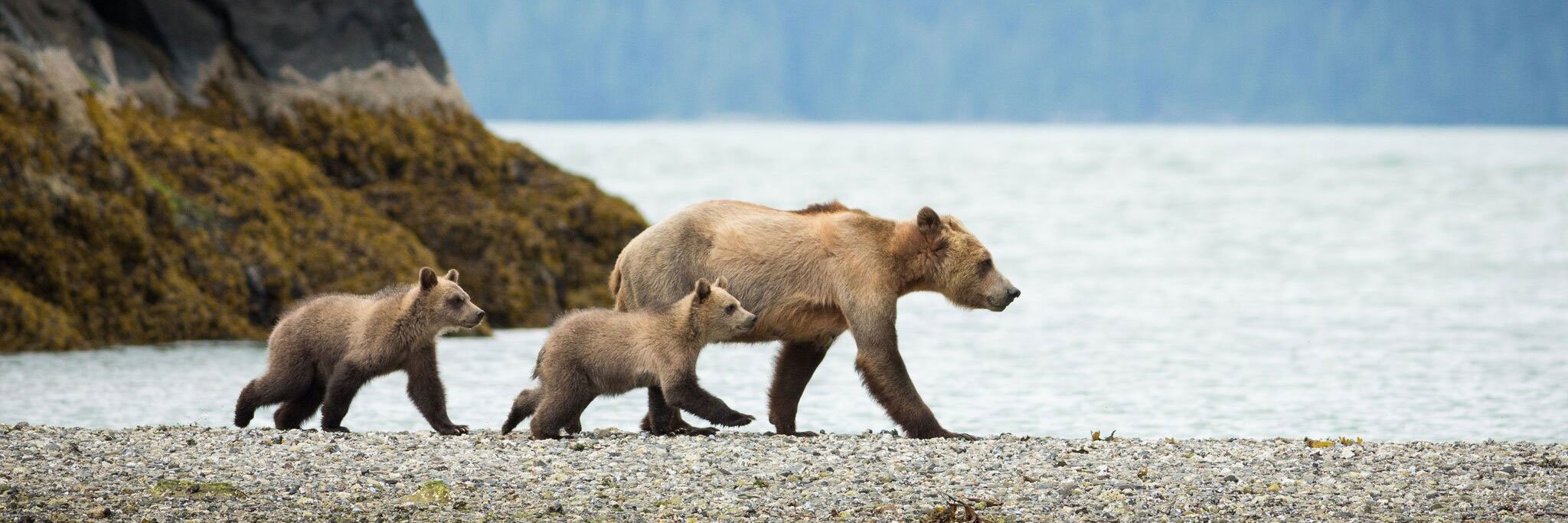 Knight Inlet Lodge beren