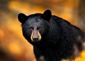 Become a bit Canadian! Dat is een slogan die zeker opgaat voor het team van GoCanada. Een enthousiast team dat u graag met raad en daad bij staat op uw zoektocht naar de ideale Canada reis.
Naast het vullen van onze website met doordachte autorondreizen, camperreizen en leuke wintersportaanbiedingen, bestaat ons werk voor het grootste deel uit het ontwerpen en uitvoeren van reizen naar Canada op maat. Of dit nu een rondreis is langs afgelegen wildernis-lodges aan de Canadese westkust of een skisafari in de Rocky Mountains, we denken graag met u mee en vertellen u precies waar de mooie plekjes zijn.
Ons team heeft alle uithoeken van dit immense land bezocht, alle campers geprobeerd en al vele prachtige verborgen campings ontdekt. Door al deze ervaringen gaat ons advies tot restaurant niveau en zijn we in staat een maatreis samen te stellen die past als een maatpak. En dat is voor iedereen anders weten we uit ervaring.
Mail uw wensen of vul een offerteformulier in en we zullen binnen een paar werkdagen reageren met een gepast reisvoorstel. Vaak willen we nog even bellen om uw wensen beter in kaart te brengen, zodat we sneller tot het gewenste resultaat komen. Bent u nog redelijk blanco of weet u niet waar u beginnen moet, maak dan een afspraak op ons kantoor in Naarden en we vertellen u precies alle 'ins & outs' over het reizen door dit prachtige land. Uiteraard met een kop koffie of thee en de landkaart op tafel.
Inmiddels staan we ook bekend om onze leuke <a href="https://www.gocanada.nl/camperreizen/wegbrengcampers">wegbrengacties</a> en andere speciale aanbiedingen. Wilt u daarvan op de hoogte blijven? Meldt u aan voor onze nieuwsbrief en wordt lid van onze facebookpagina en we houden u graag op de hoogte. We beloven u, we versturen alleen informatie als we wat zinnigs te melden hebben. Naast onze bekende wegbrengacties laten we in de nieuwsbrief en op facebook bijvoorbeeld ook weten wanneer Canada op TV komt, wanneer we thema presentaties hebben, beurzen of andere bijzondere zaken.
Bent u journalist of programmamaker? Wij van GoCanada hebben inmiddels jarenlange ervaring in het produceren van TV-programma’s, reisverslagen voor print media, blogs, vlogs en alle andere media zaken met betrekking tot Canada. Neem contact met ons op om de mogelijkheden te bespreken.
Tot ziens op ons kantoor, bij een van onze presentaties of op een beurs!
Met Canadese groet,
Uw GoCanada team