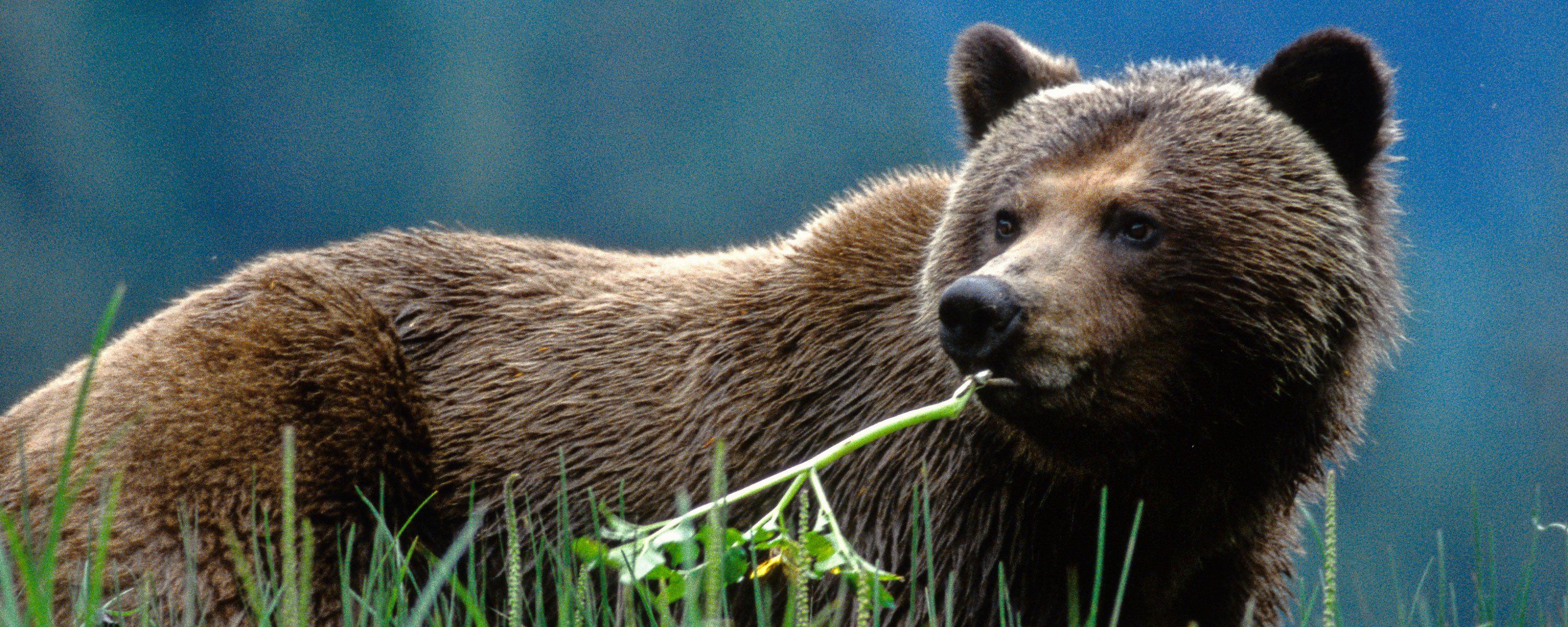 Wildlife beer