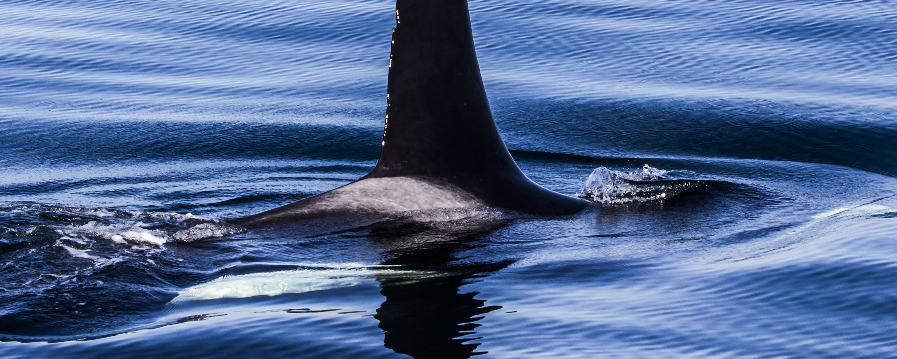 Wildlife Orka