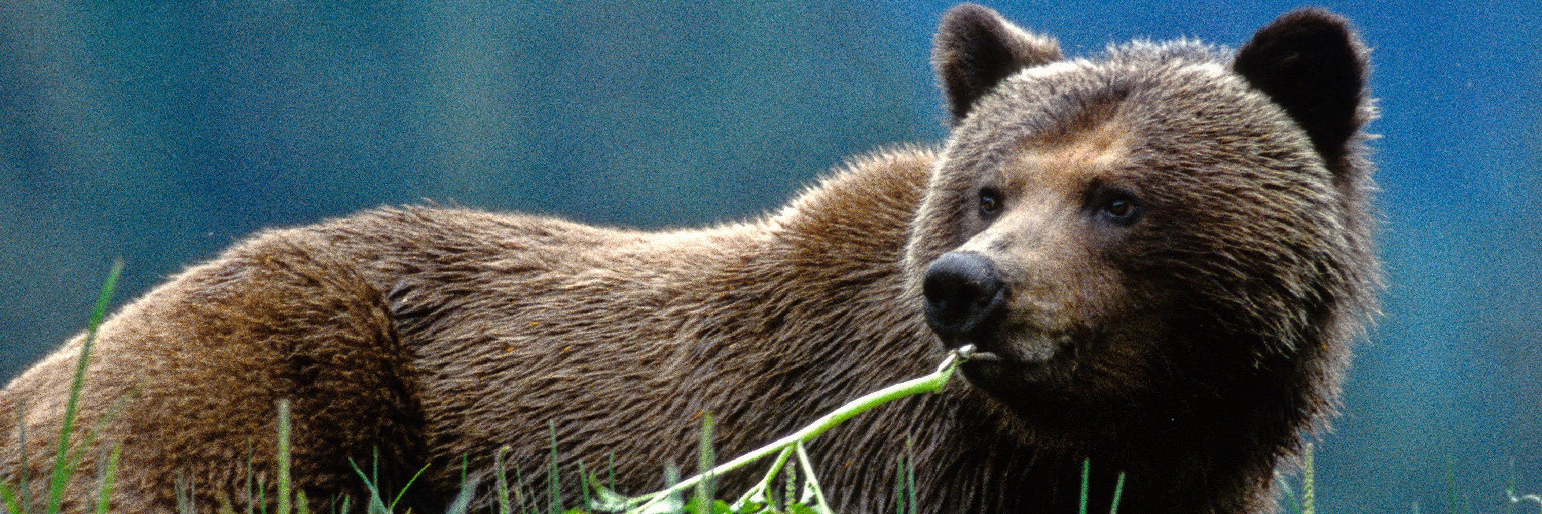 Wildlife beer