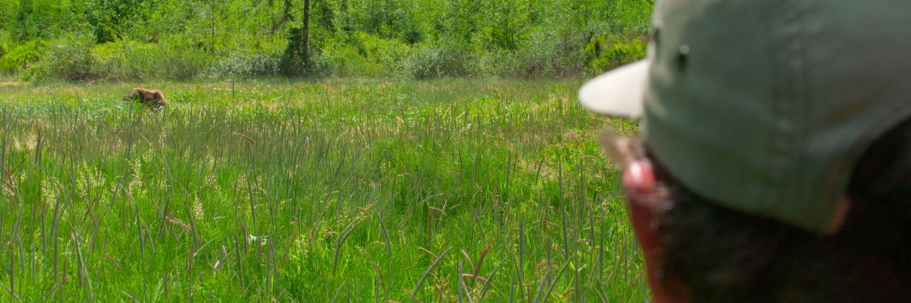 Grizzly in the grass