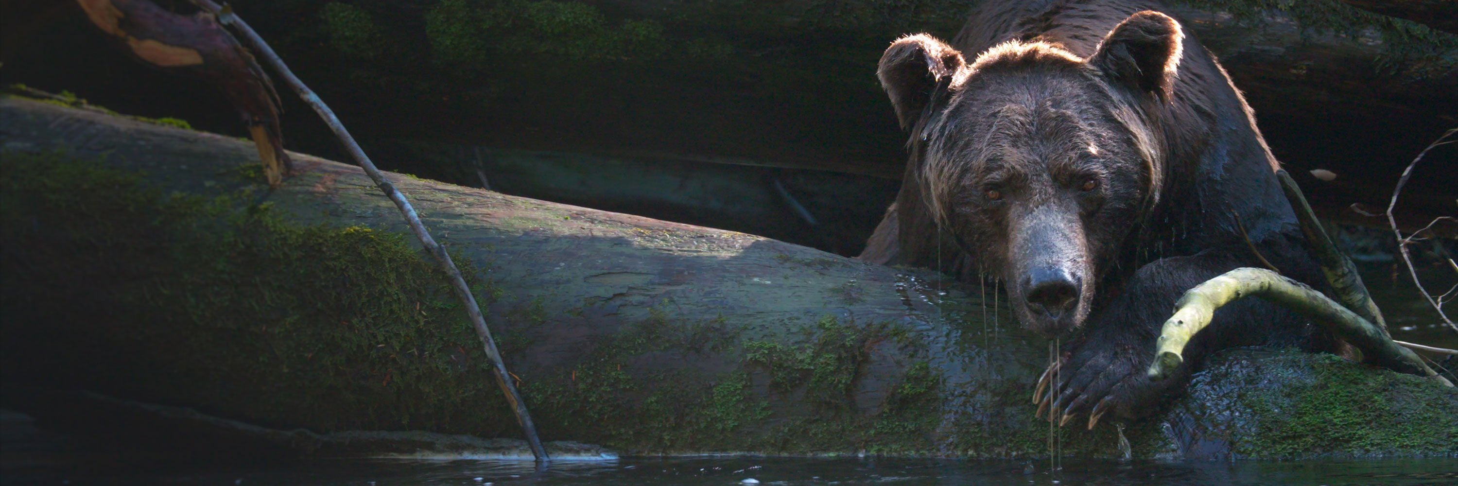 Grizzly bij Farewell Harbour