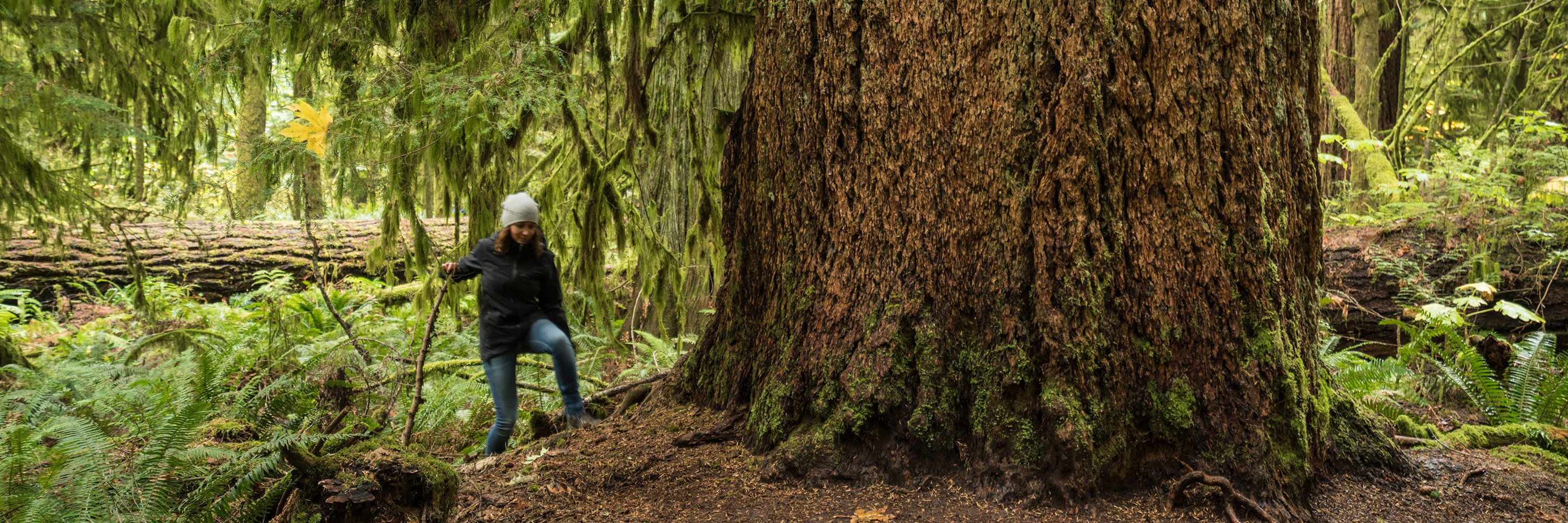Hiken in Canada banner rainforest