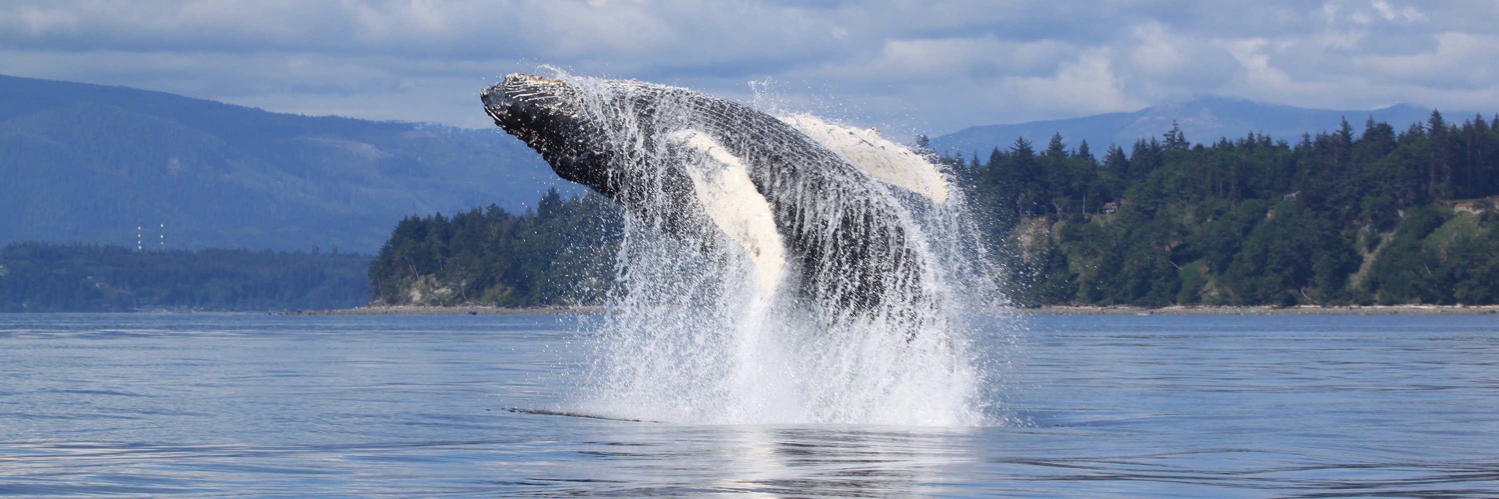 Walviwsspotten in Canada banner orka