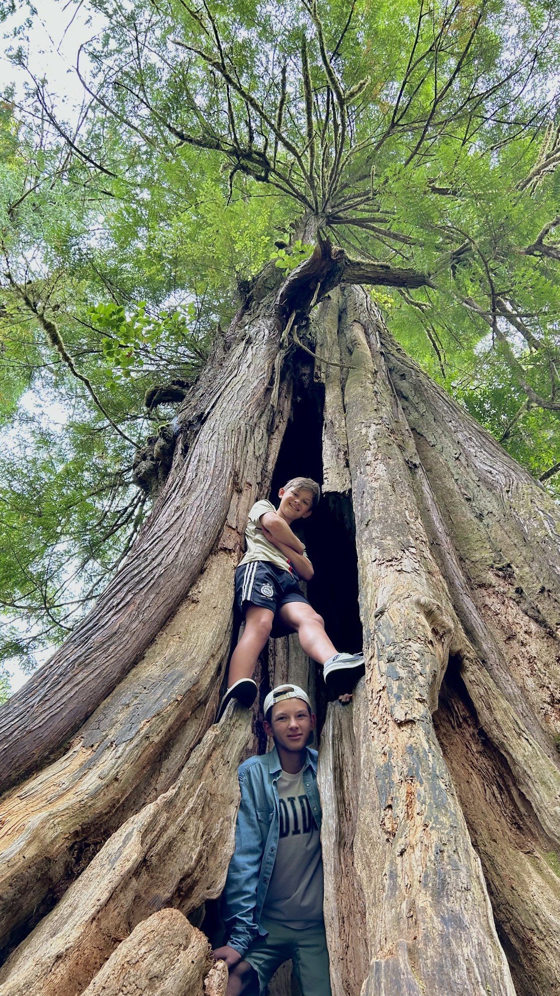 Om ze daar een handje bij te helpen <b>doneren we van elke boeking CAD 5,-</b> aan deze club. Daarnaast gaan we ons inzetten voor media aandacht aan deze kant van de oceaan door reisjournalisten en influencers te laten schrijven over dit goede doel en zelf ook verhalen te publiceren, waaronder in ons magazine en onze website.  

<h3>Afblijven van die woudreuzen!</h3>