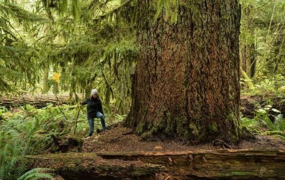 <h2>West-Canadda</h2>Volgens onze ervaring is West-Canada, met de provincies <b><a href="https://www.gocanada.nl/over-canada/provincies/british-columbia">British Columbia</a></b> en <b><a href="https://www.gocanada.nl/over-canada/provincies/alberta">Alberta</a></b> de meest populaire regio van Canada. Door het gevarieerde landschap is het een paradijs voor natuurliefhebbers en avonturiers. In een rondreis van drie weken doorkruis je het ene moment de Rocky Mountains om via de wijngaarden te eindigen in de regenwouden op Vancouver Island. Onderweg is de kans groot dat je beren, elanden of ander wildlife tegenkomt. Rond Vancouver Island zijn het vooral de orka´s en walvissen die de aandacht trekken. Maar je treft er ook een hoop bijzondere excursies, zoals bijvoorbeeld onze inmiddels beroemde postbode in zijn <b><a href="https://www.gocanada.nl/onze-reizen/excursies/postvlucht">´Flying Beaver´</a></b>. 