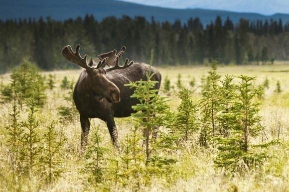 <h2>Noordwest-Canada</h2>Noordwest-Canada is een ongerepte en ruige regio die bekendstaat om zijn uitgestrekte wildernis en indrukwekkende natuur. Hier vind je de <b><a href="https://www.gocanada.nl/over-canada/provincies/yukon-territory">Yukon</a></b>, <b><a href="https://www.gocanada.nl/over-canada/provincies/northwest-territories">Northwest Territories</a></b> en een deel van <b><a href="https://www.gocanada.nl/over-canada/provincies/nunavut">Nunavut</a></b>, wat wij ook wel eens gekscherend ´Canada voor gevorderden´ noemen. Uitgestrekte toendra´s afgewisseld met authentieke en verlaten goudzoekers stadjes, gletsjers, en prachtige fjorden maken dit een puur en nog enigszins onontdekt gebied. Wie wil niet een keer de ´Dempster Highway´ rijden of de poolcirkel passeren met een camper of huurauto?