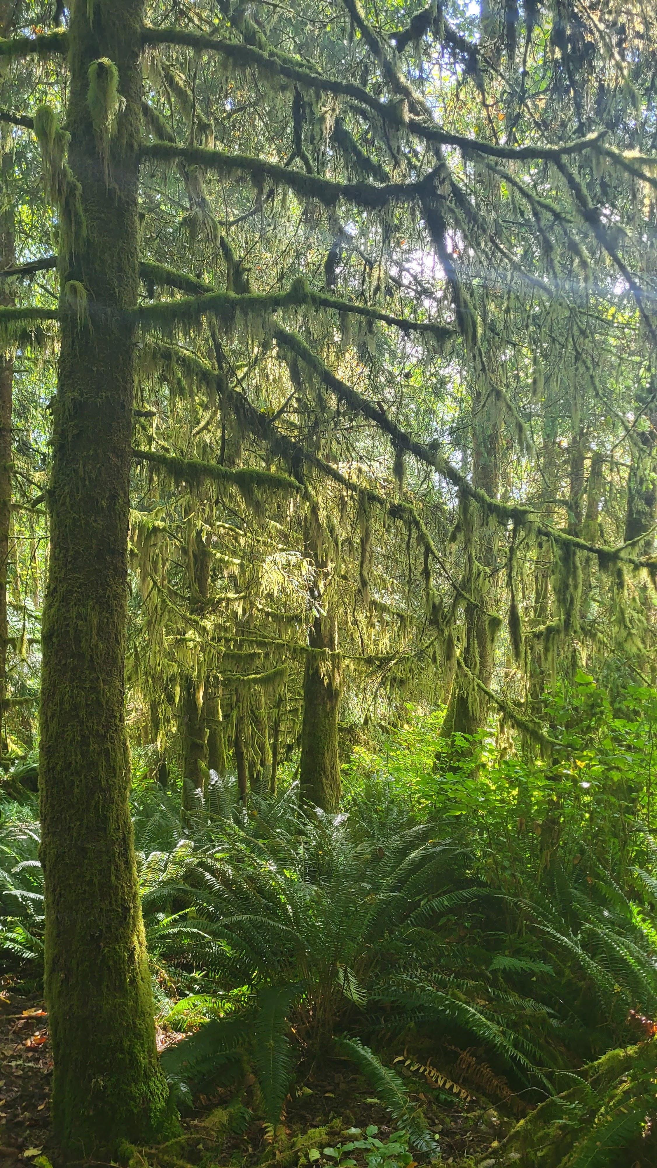 Om ze daar een handje bij te helpen <b>doneren we van elke boeking CAD 5,-</b> aan deze club. Daarnaast gaan we ons inzetten voor media aandacht aan deze kant van de oceaan door reisjournalisten en influencers te laten schrijven over dit goede doel en zelf ook verhalen te publiceren, waaronder in ons magazine en onze website.  

<h3>Afblijven van die woudreuzen!</h3>