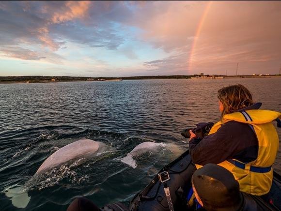 Naast de verschillende excursies om ijsberen en andere dieren te zien, wordt er ook een bezoek gebracht aan Churchill en de directe omgeving. Daar zie je onder andere het historische Cape Merry, de ‘Polar Bear Jail’ en het beroemde gecrashte vliegtuig. Afhankelijk van het jaargetij kun je kiezen uit verschillende soorten expedities van Lazy Bear Expeditions variërend van drie tot zeven dagen. Een retourvlucht van Winnipeg naar Churchill is daarbij altijd inbegrepen. Op verzoek is het ook mogelijk om heen of terug met de trein van VIA Rail te reizen tussen Churchill en Winnipeg. Op die manier ervaar je de uitgestrektheid van het landschap.
Vraag ons naar de data en mogelijkheden.
