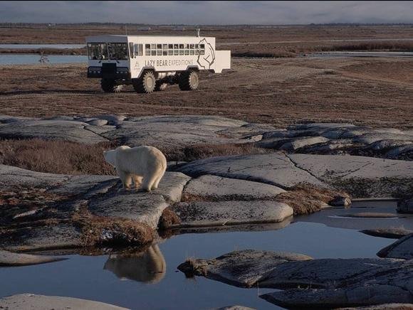 Uiteraard kom je niet alleen voor deze aangename lodge naar Churchill. Je wil natuurlijk ook ijsberen zien, want dat is waar Churchill met name bekend door is! De ijsberen zijn zowel in de zomer als het late najaar te zien. In de zomer zie je ze tussen het groen, de wilde bloemen en in het water. Dan zwemmen er ook veel beluga walvissen in de Hudson Bay en ga je met een unieke boot op zoek naar de ijsberen en beluga’s. De boot heeft zelfs ramen onderwater om de ijsberen nog beter te zien. Daarnaast wordt er ook een tour gemaakt over de toendra. Hiervoor wordt gebruik gemaakt van de Arctic Crawler, een voertuig speciaal gemaakt om ijsberen te zien. Kom je in het najaar, dan ligt er sneeuw en zie je de ijsberen op het land. Dan zijn de tours met name per Arctic Crawler en bij goed weer wordt er ook over de toendra gevlogen met een helikopter, zodat je de wildernis vanuit een heel ander perspectief kunt zien. Bij ijsberen denk je vaak aan sneeuw en ijs, maar overweeg ook eens om in de zomer te gaan. De temperaturen zijn dan veel aangenamer en bovendien is de kans heel groot dat je dan ook beluga’s ziet.