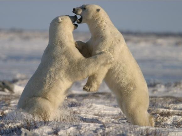 Uiteraard kom je niet alleen voor deze aangename lodge naar Churchill. Je wil natuurlijk ook ijsberen zien, want dat is waar Churchill met name bekend door is! De ijsberen zijn zowel in de zomer als het late najaar te zien. In de zomer zie je ze tussen het groen, de wilde bloemen en in het water. Dan zwemmen er ook veel beluga walvissen in de Hudson Bay en ga je met een unieke boot op zoek naar de ijsberen en beluga’s. De boot heeft zelfs ramen onderwater om de ijsberen nog beter te zien. Daarnaast wordt er ook een tour gemaakt over de toendra. Hiervoor wordt gebruik gemaakt van de Arctic Crawler, een voertuig speciaal gemaakt om ijsberen te zien. Kom je in het najaar, dan ligt er sneeuw en zie je de ijsberen op het land. Dan zijn de tours met name per Arctic Crawler en bij goed weer wordt er ook over de toendra gevlogen met een helikopter, zodat je de wildernis vanuit een heel ander perspectief kunt zien. Bij ijsberen denk je vaak aan sneeuw en ijs, maar overweeg ook eens om in de zomer te gaan. De temperaturen zijn dan veel aangenamer en bovendien is de kans heel groot dat je dan ook beluga’s ziet.