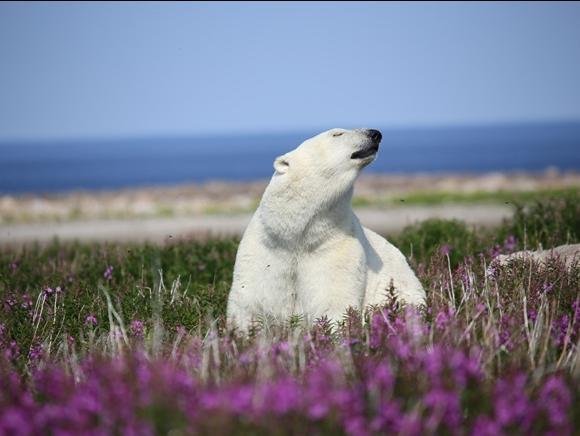 Uiteraard kom je niet alleen voor deze aangename lodge naar Churchill. Je wil natuurlijk ook ijsberen zien, want dat is waar Churchill met name bekend door is! De ijsberen zijn zowel in de zomer als het late najaar te zien. In de zomer zie je ze tussen het groen, de wilde bloemen en in het water. Dan zwemmen er ook veel beluga walvissen in de Hudson Bay en ga je met een unieke boot op zoek naar de ijsberen en beluga’s. De boot heeft zelfs ramen onderwater om de ijsberen nog beter te zien. Daarnaast wordt er ook een tour gemaakt over de toendra. Hiervoor wordt gebruik gemaakt van de Arctic Crawler, een voertuig speciaal gemaakt om ijsberen te zien. Kom je in het najaar, dan ligt er sneeuw en zie je de ijsberen op het land. Dan zijn de tours met name per Arctic Crawler en bij goed weer wordt er ook over de toendra gevlogen met een helikopter, zodat je de wildernis vanuit een heel ander perspectief kunt zien. Bij ijsberen denk je vaak aan sneeuw en ijs, maar overweeg ook eens om in de zomer te gaan. De temperaturen zijn dan veel aangenamer en bovendien is de kans heel groot dat je dan ook beluga’s ziet.