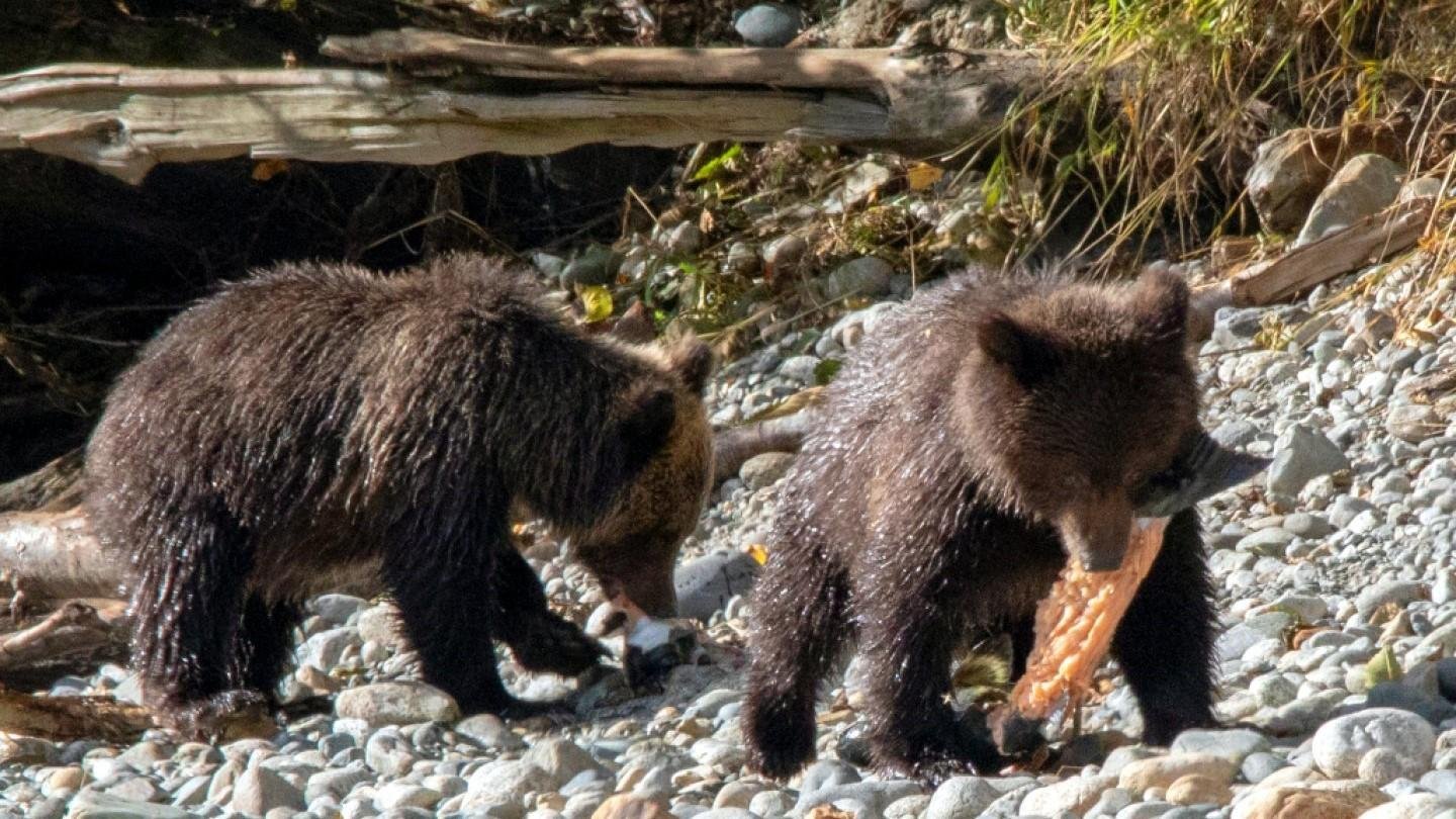 De westkust van Canada kent veel verschillende ‘Nations’ en die hebben allemaal hun eigen oorspronkelijke regio in beheer. Vaak zijn dit de mooiste regenwouden, fjorden en ander soortig natuurgebied. In deze fjorden komen vaak rivieren uit waarin de zalm in het najaar haar eitjes legt. Precies op het plekje waar deze zalm ooit geboren is. Hoe weten ze dat hé? Maar dat terzijde. 

Laat de grizzly beer nu toevallig heel erg gek zijn op zalm! Hij weet precies waar en wanneer die zalmen de rivieren weer op komen. Dus met een beetje pech wordt de zalm gevangen door een hongerige beer voordat de zalm überhaupt haar eitjes kwijt is. Da's balen! 