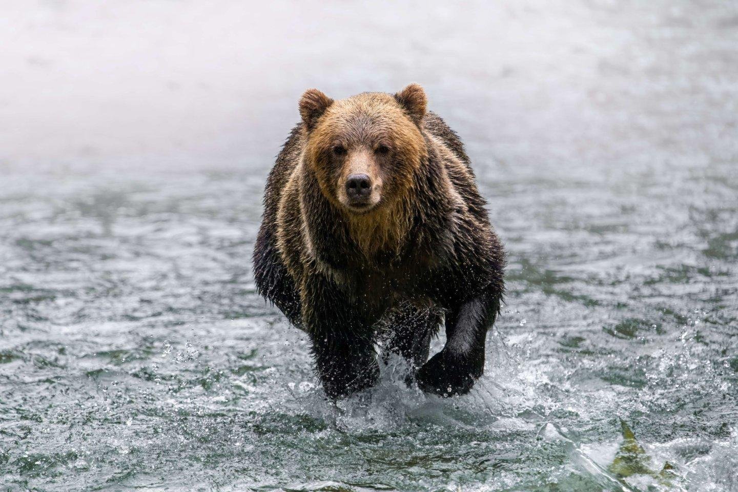 In Canada vragen ze niet of je mee gaat brommers kieken, maar of je mee gaat beren kieken!

'Is dat niet gevaarlijk dan?' is een veel gestelde vraag hier bij GoCanada. Niet als je een paar regels in acht neemt en meegaat met een begeleide excursie. En aan wie kun je dit nu beter overlaten dan aan de oorspronkelijke bewoners 
van Canada; de First Nations.